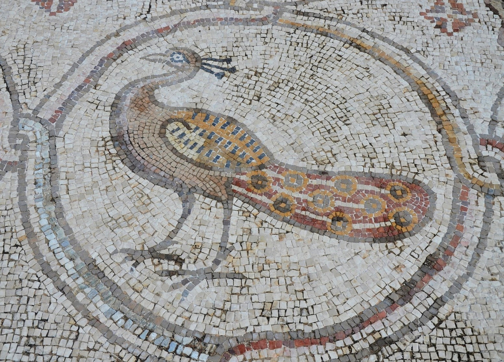 A peacock, detail from the 6th century AD Bird Mosaic that adorned the atrium of a large palace complex outside the city wall of Byzantine Caesarea.